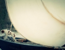 bateau-avec-chien